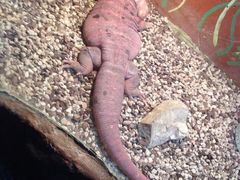 -上海大自然野生昆虫馆