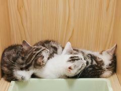 -屋虎猫馆(宝安大仟里店)