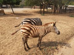 -青岛森林野生动物世界