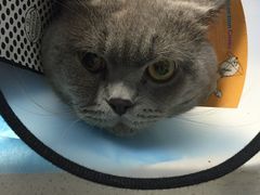 -纳吉亚猫专科动物诊疗中心(蒋宅口分院)