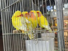 -溪岸路花鸟市场