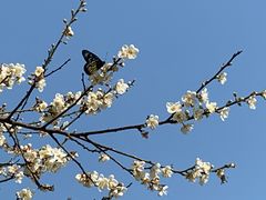 -荔枝公园(福田区)