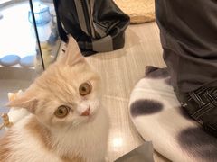 -飞行喵MR PILOT|猫舍·猫咖(静安大融城店)