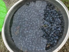 -金谷域澳洲庄园