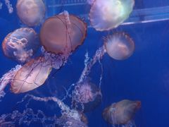 -海合安武汉极地海洋公园