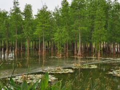 -白鹭湾湿地公园