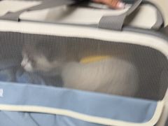 -半岛宠物医院24小时(白果林店)
