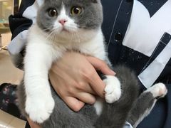-lincat·猫舍(广州店)