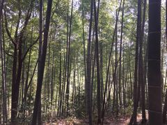 景区内的竹林-塔川景区