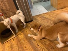 -柴务处·柴犬主题狗咖