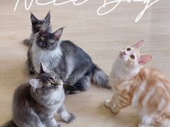 -十年猫舍·猫咪专门店(普陀店)