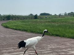 -盐城丹顶鹤湿地生态旅游区