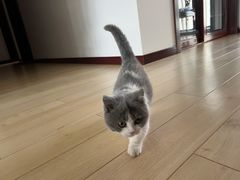 -关爱宠物医院·猫科中心·消化科(滨湖万达分院)