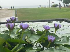 -三亚海棠湾万丽度假酒店