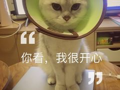 -瑞派名望24h动物医院异宠专科·猫专科·骨科·重症监护分院