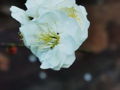 -无锡梅园公园
