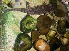 -印象鲵宴·张家界地标美食名片(溪布街店)