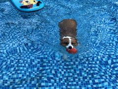 -汪说喵讲宠物乐园宠物酒店(红星美凯龙店)