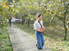 采摘甜脆柿-武汉世外桃源农庄