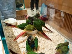 -帕帕拉兹宠物(亚洲旗舰店)