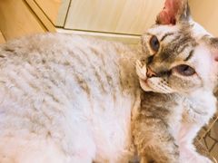 -momokira米努特·德文卷毛猫·棉花面纱犬