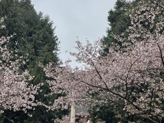 -武汉大学-樱园
