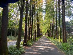-上海滨江森林公园