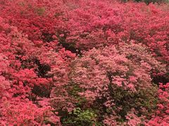 -木兰云雾山