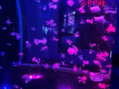 -梦幻海洋王国(吾悦广场张家港店)