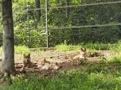-安徽大青山野生动物世界