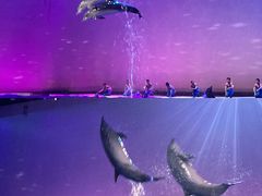-上海海昌海洋公园