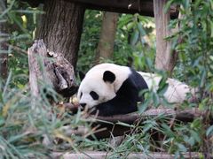 -成都大熊猫繁育研究基地