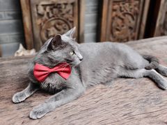 -喵屿·大理花园猫咖