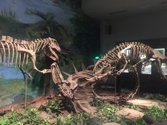 -自贡恐龙博物馆