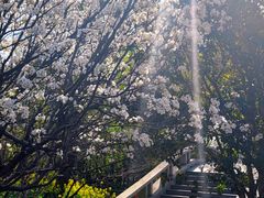 -南汇桃花村