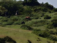 -大姆山草场