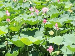 -无锡蠡湖国家湿地公园-蠡园