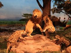 -国家自然博物馆