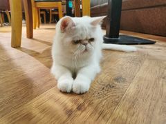 -猫小院猫主题餐厅(三里屯店)