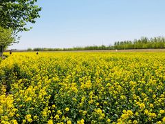 -天津武清北运河郊野公园房车露营地