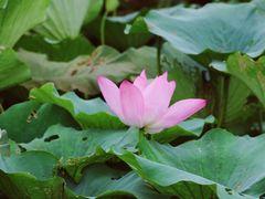 -洪湖生态旅游区