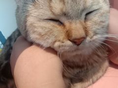 -喵屿·大理花园猫咖