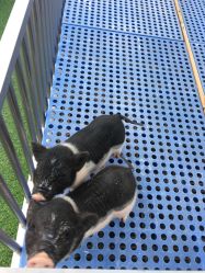 点击看大图 -萌宠亲子动物乐园(槐房万达店)