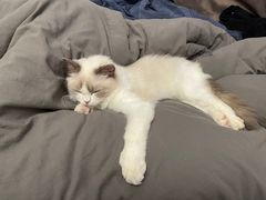 -momokira米努特·德文卷毛猫·棉花面纱犬