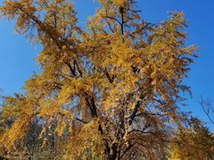 -千年银杏谷文化旅游区