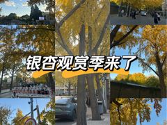 -三里屯东五街银杏大道