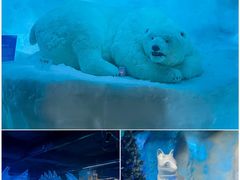 -海合安武汉极地海洋公园