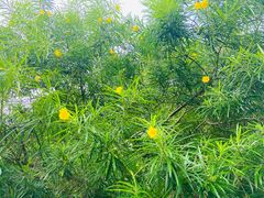 -广西壮族自治区药用植物园