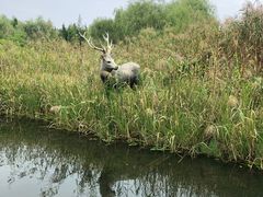 -溱湖国家湿地公园