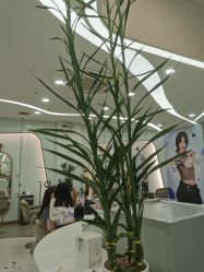 点击看大图 -JGO·烫染接发